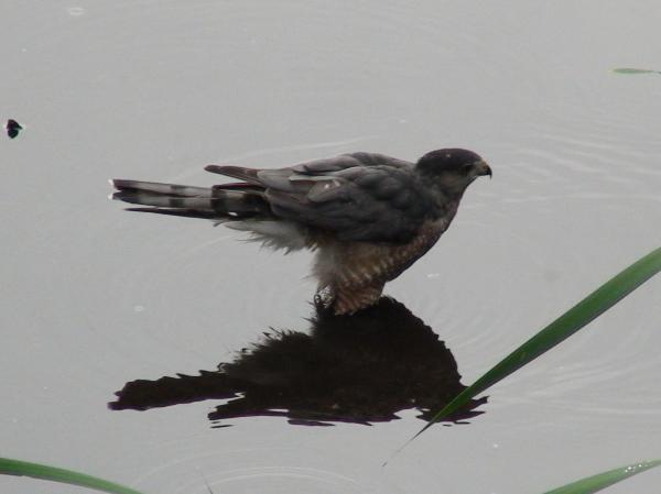 Photo of Accipiter cooperii by Les Leighton